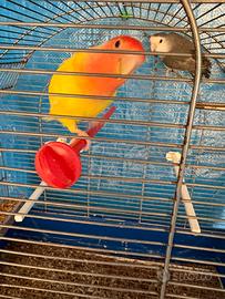Inseparabili