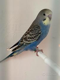 Cocorite