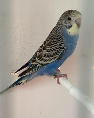 Cocorite