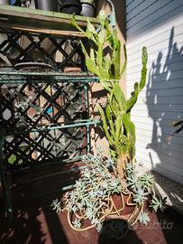 pianta cactus 