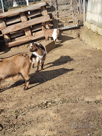 Giovane coppietta di caprette tibetane