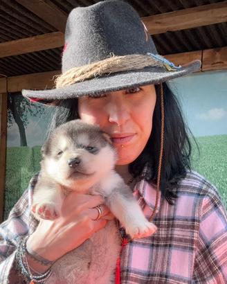 Cuccioli Alaskan Malamute