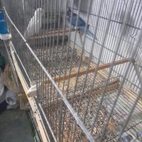 Parrocchetto monaco pulli