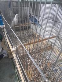 Parrocchetto monaco pulli