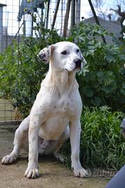 Adottate Fergus dal canile