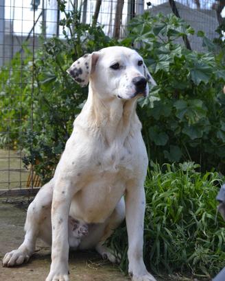 Adottate Fergus dal canile