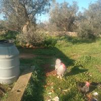 Gallo amrok