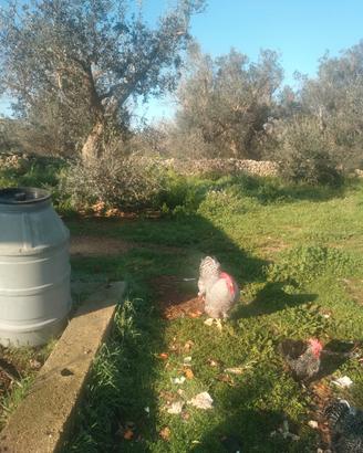 Gallo amrok