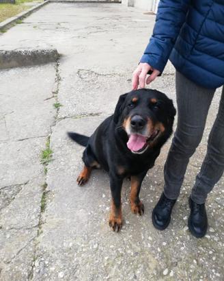Adozione di Holly 10 anni