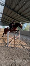 Cavallo da salto