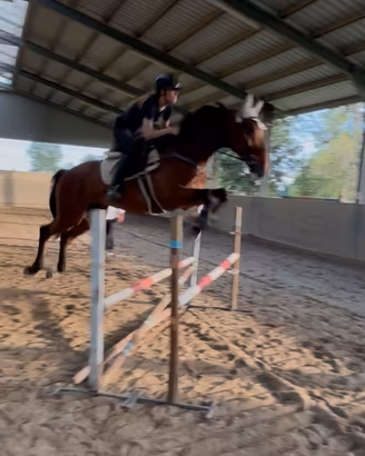 Cavallo da salto
