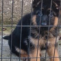 Pastore tedesco cucciola