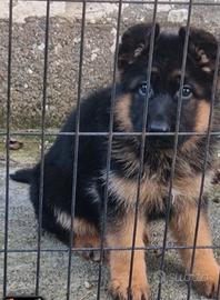 Pastore tedesco cucciola