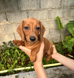 Cuccioli di Bassotto