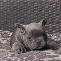 Bulldog francese