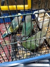 Pappagalli inseparabili