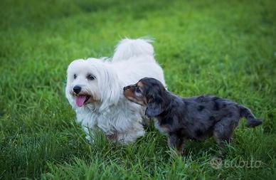 Cuccioli mini toy blue merle e crema due mesi