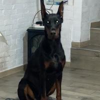 Doberman