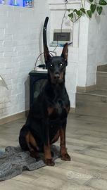 Doberman