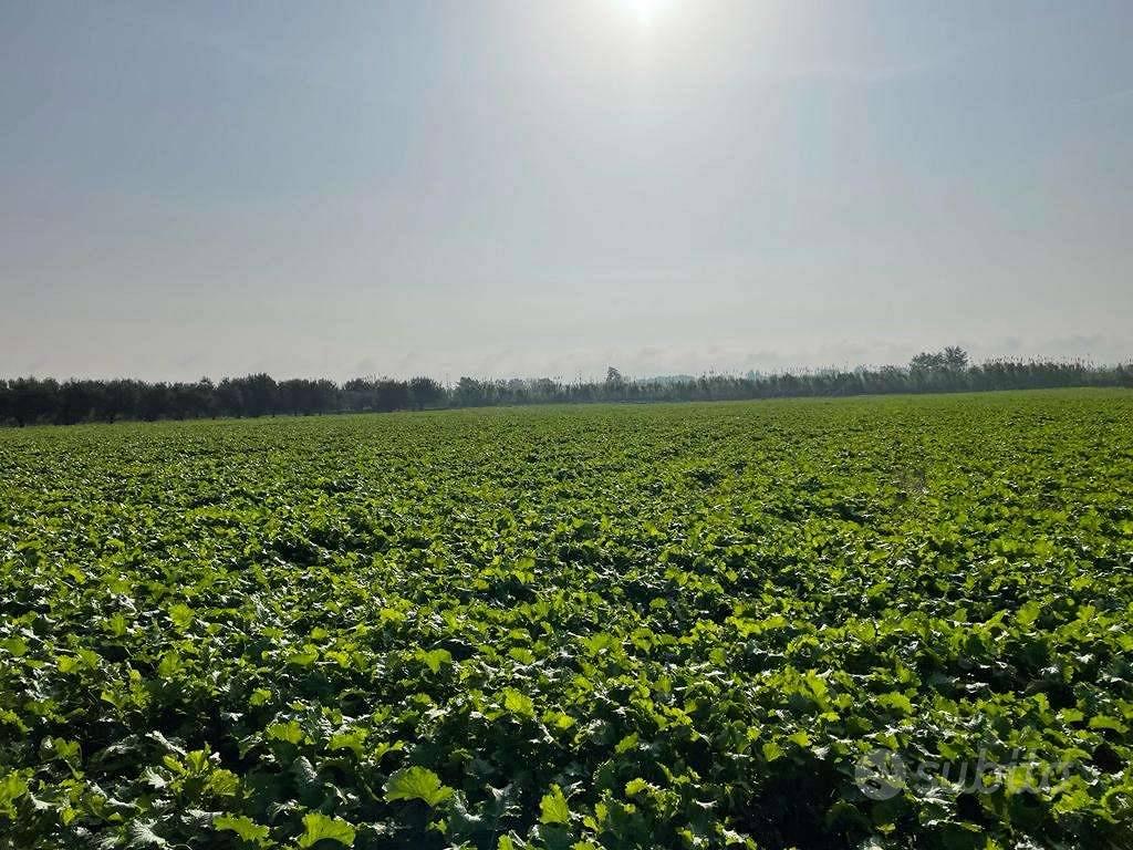 Terreno di 27000 m² a Mondragone - Altro