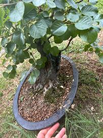 Bonsai