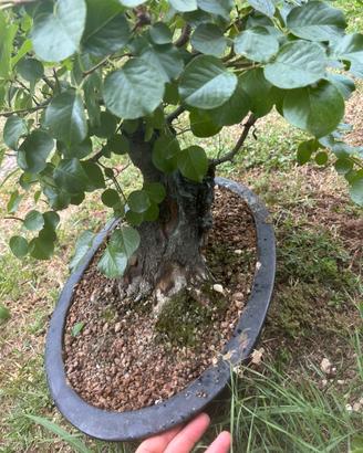 Bonsai