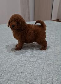 Maschietto Toy RED Barboncino