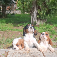 Cuccioli di Kavalier King