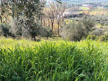 Piccolo lotto di terreno