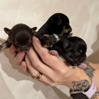 Chihuahua
