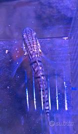 Amblygobius phalaena