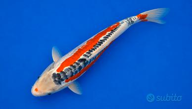 Carpe koi shusui