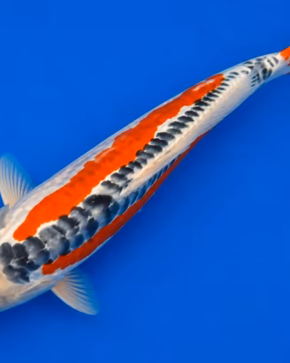 Carpe koi shusui