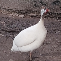 Disponibili animali da cortile