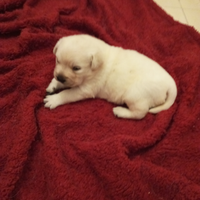 Labrador maschietto