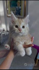 Cucciole di Maine Coon con pedigree