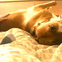 Raga lo cucciolo meticcio di un anno