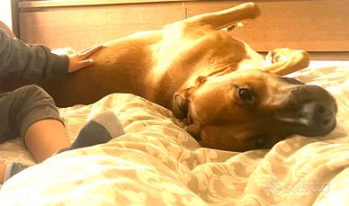 Raga lo cucciolo meticcio di un anno