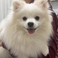 Spitz Americano disponibile per accoppiamento