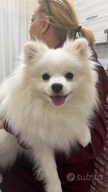 Spitz Americano disponibile per accoppiamento