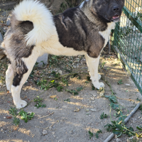 Cuccioli Akita americano
