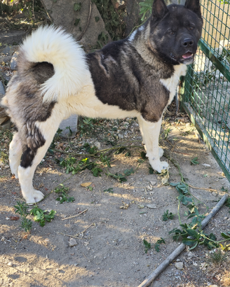 Cuccioli Akita americano