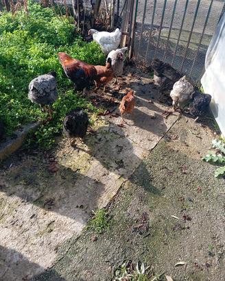 Galline austrolorp
