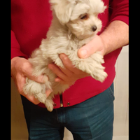 Maltese cucciolo