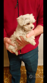 Maltese cucciolo