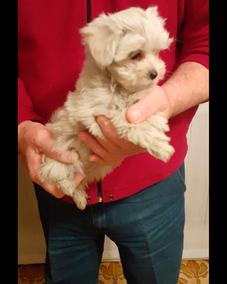 Maltese cucciolo