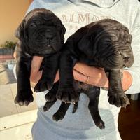 Cane corso cucciole nere tigrate e nere