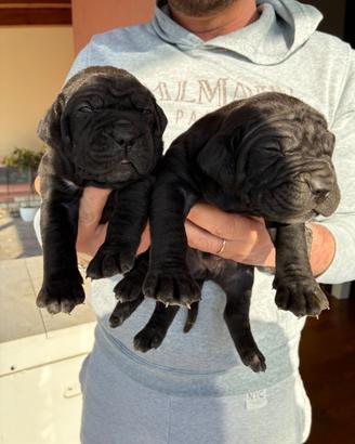 Cane corso cucciole nere tigrate e nere