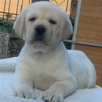 Cuccioli di Labrador Retriever con pedigree ENCI