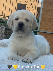 Cuccioli di Labrador Retriever con pedigree ENCI